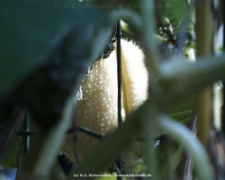 fotografie-16