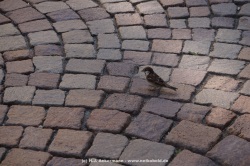 fotografie-10