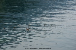 fotografie-12