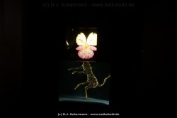 fotografie-36
