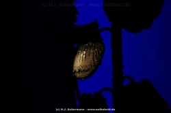 fotografie-20