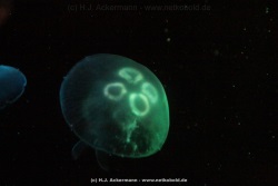 fotografie-35