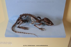 fotografie-41