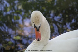 fotografie-26