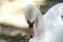 fotografie-39