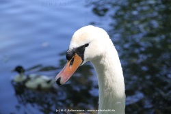 fotografie-50