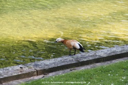 fotografie-63