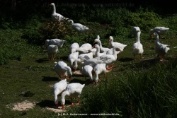 fotografie-4