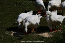 fotografie-5