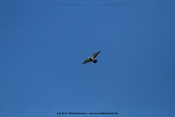 fotografie-13