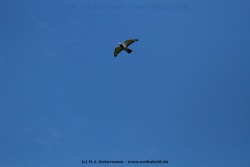 fotografie-14
