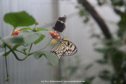 fotografie-14