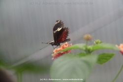 fotografie-15