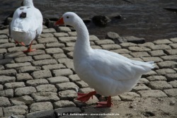 fotografie-160