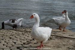 fotografie-94