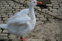 fotografie-12