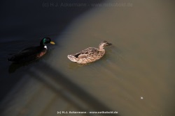fotografie-112