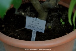 fotografie-25