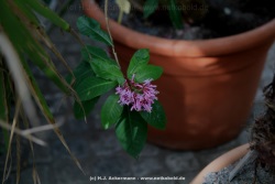 fotografie-28