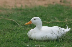 fotografie-10