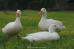 fotografie-15