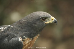 fotografie-36