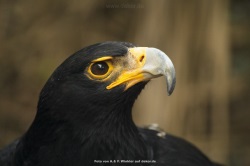 fotografie-79