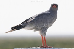 fotografie-32