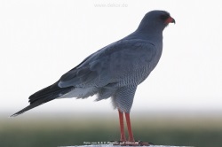 fotografie-33