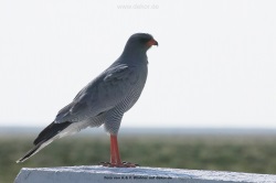 fotografie-44