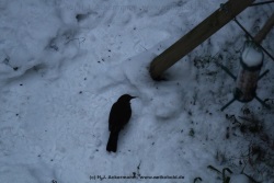 fotografie-38