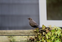 fotografie-7