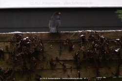 fotografie-9