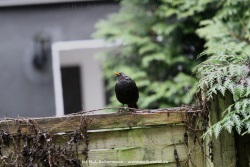 fotografie-14