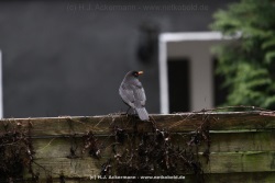 fotografie-16