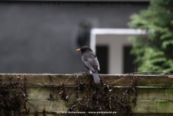 fotografie-18