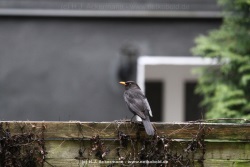 fotografie-19