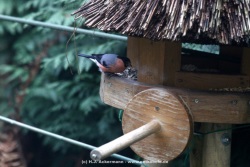 fotografie-14
