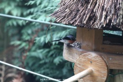 fotografie-16