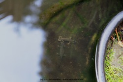 fotografie-13