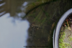 fotografie-14