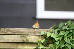 fotografie-1