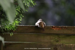 fotografie-17