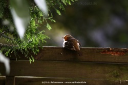 fotografie-38