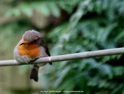 fotografie-43