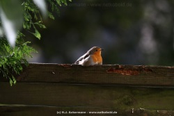 fotografie-47