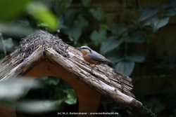 fotografie-12