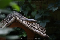 fotografie-13