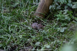 fotografie-6