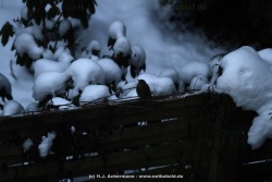 fotografie-1
